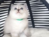Anne Altından Mavi Göz Scottish Fold Ve Straight Yavrular