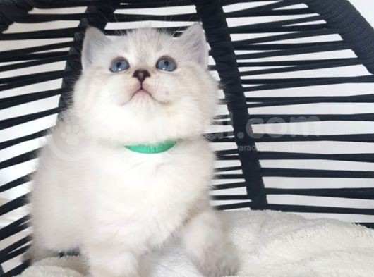 Anne Altından Mavi Göz Scottish Fold Ve Straight Yavrular görsel