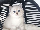 Anne Altından Mavi Göz Scottish Fold Ve Straight Yavrular