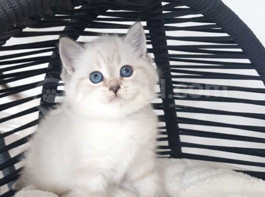 Anne Altından Mavi Göz Scottish Fold Ve Straight Yavrular görsel