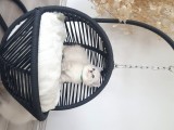 Anne Altından Mavi Göz Scottish Fold Ve Straight Yavrular