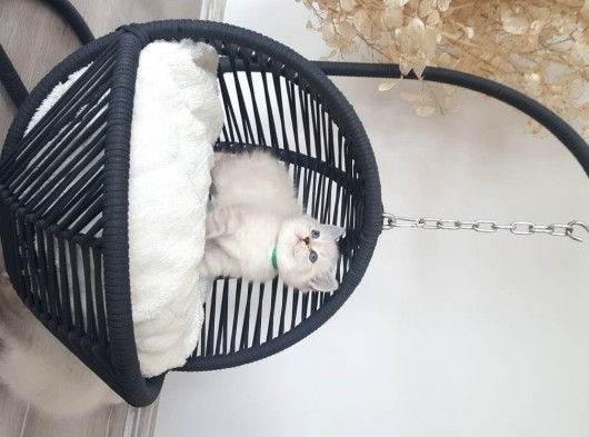 Anne Altından Mavi Göz Scottish Fold Ve Straight Yavrular
