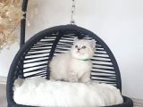 Anne Altından Mavi Göz Scottish Fold Ve Straight Yavrular
