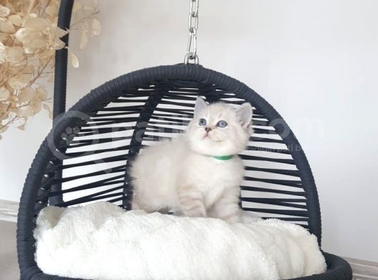 Anne Altından Mavi Göz Scottish Fold Ve Straight Yavrular görsel