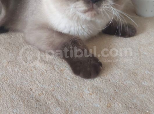 Bri̇ti̇sh Bluepoi̇nt Oğlumuz Yeni̇ Sahi̇bi̇ni̇ Arıyor görsel