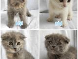Dünya Tatlısı Scottish Fold Bebekler