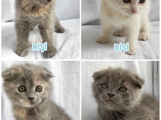 Dünya Tatlısı Scottish Fold Bebekler