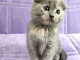 Dünya Tatlısı Scottish Fold Bebekler