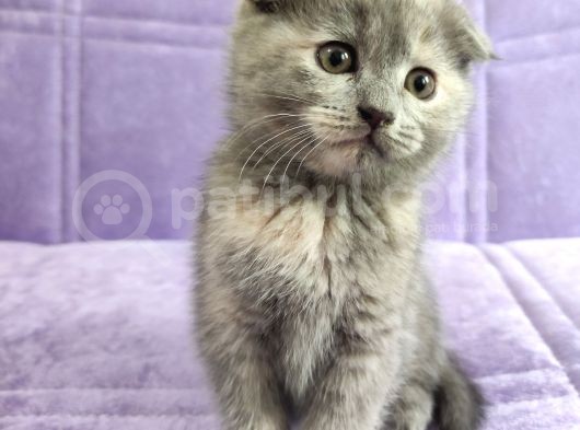 Dünya Tatlısı Scottish Fold Bebekler görsel