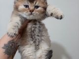 Anne Altından Sağlıklı British Shorthair Yavrular Golden Tabby