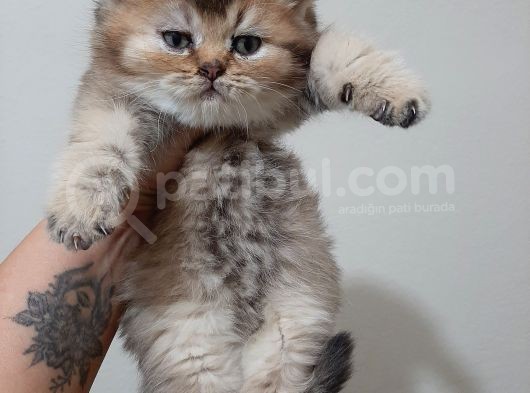 Anne Altından Sağlıklı British Shorthair Yavrular Golden Tabby