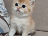 Anne Altından Sağlıklı British Shorthair Yavrular Secereli Gold