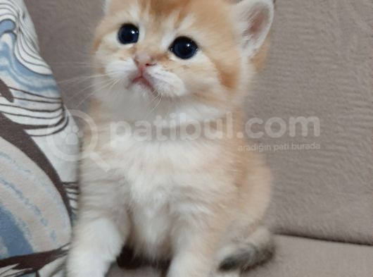 Anne Altından Sağlıklı British Shorthair Yavrular Secereli Gold görsel