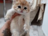 Anne Altından Sağlıklı British Shorthair Yavrular Secereli Gold