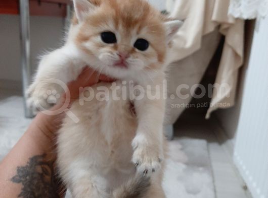 Anne Altından Sağlıklı British Shorthair Yavrular Secereli Gold görsel