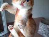 Anne Altından Sağlıklı British Shorthair Yavrular Secereli Gold