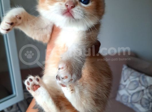 Anne Altından Sağlıklı British Shorthair Yavrular Secereli Gold görsel
