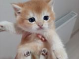 Anne Altından Sağlıklı British Shorthair Yavrular Secereli Gold