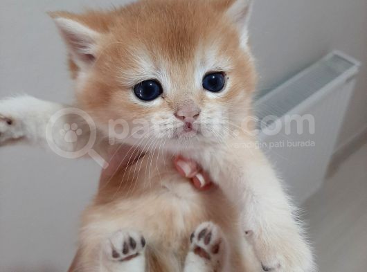Anne Altından Sağlıklı British Shorthair Yavrular Secereli Gold
