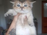 Anne Altından Sağlıklı British Shorthair Yavrular Golden Tabby