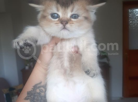 Anne Altından Sağlıklı British Shorthair Yavrular Golden Tabby görsel