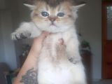 Anne Altından Sağlıklı British Shorthair Yavrular Golden Tabby