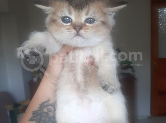 Anne Altından Sağlıklı British Shorthair Yavrular Golden Tabby görsel