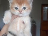 Anne Altından Sağlıklı British Shorthair Yavrular Golden Tabby