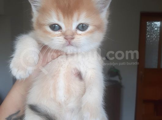 Anne Altından Sağlıklı British Shorthair Yavrular Golden Tabby görsel