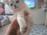 Anne Altından Sağlıklı British Shorthair Yavrular Silver