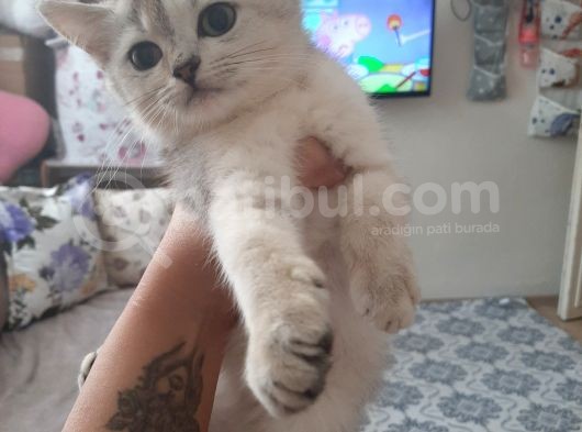 Anne Altından Sağlıklı British Shorthair Yavrular Silver görsel