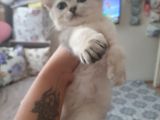 Anne Altından Sağlıklı British Shorthair Yavrular Silver