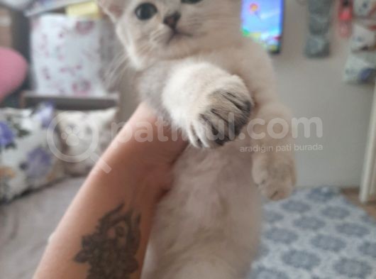 Anne Altından Sağlıklı British Shorthair Yavrular Silver
