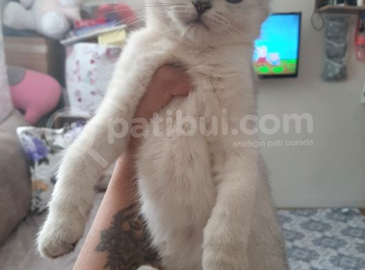 Anne Altından Sağlıklı Yavrular Silver görsel