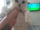 Anne Altından Sağlıklı British Shorthair Yavrular Silver
