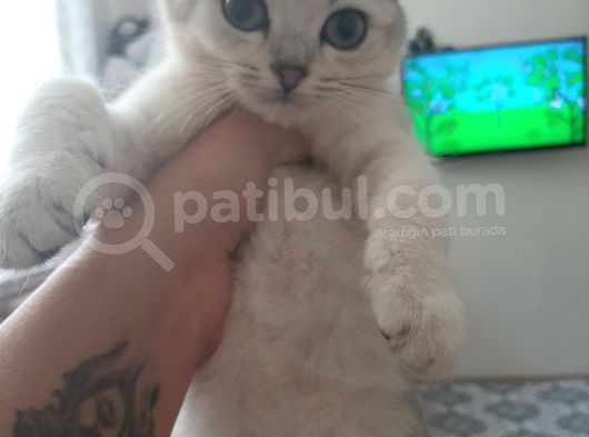 Anne Altından Sağlıklı British Shorthair Yavrular Silver görsel