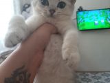 Anne Altından Sağlıklı British Shorthair Yavrular Silver