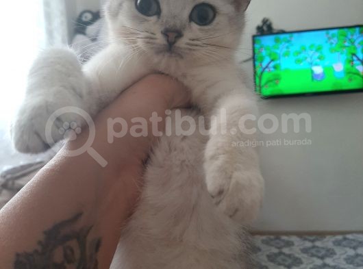 Anne Altından Sağlıklı British Shorthair Yavrular Silver görsel