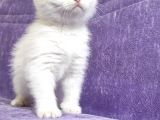 Dünya Tatlısı Scottish Fold Bebekler