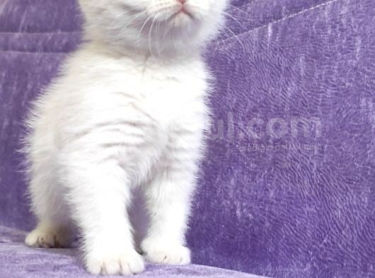 Dünya Tatlısı Scottish Fold Bebekler görsel