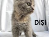 Dünya Tatlısı Scottish Fold Bebekler