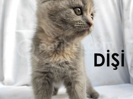 Dünya Tatlısı Scottish Fold Bebekler görsel