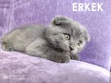 Dünya Tatlısı Scottish Fold Bebekler