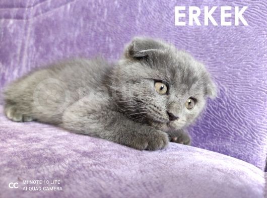 Dünya Tatlısı Scottish Fold Bebekler görsel