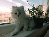 2 Adet Dişi Ve 1 Adet Longhair Silver Shaded Ns11 Yavrularım Müsait