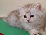 2 Adet Dişi Ve 1 Adet Longhair Silver Shaded Ns11 Yavrularım Müsait