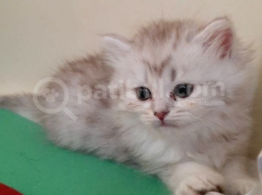 2 Adet Dişi Ve 1 Adet Longhair Silver Shaded Ns11 Yavrularım Müsait görsel