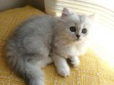 2 Adet Dişi Ve 1 Adet Longhair Silver Shaded Ns11 Yavrularım Müsait