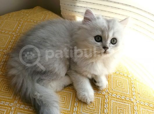 2 Adet Dişi Ve 1 Adet Longhair Silver Shaded Ns11 Yavrularım Müsait görsel