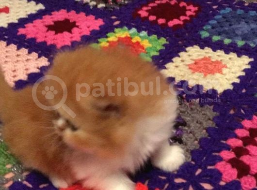 Mini İran Yavru görsel